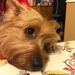 Meet your Posher, Celeste